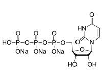 5’-三磷酸尿苷三鈉(UTP)，99%